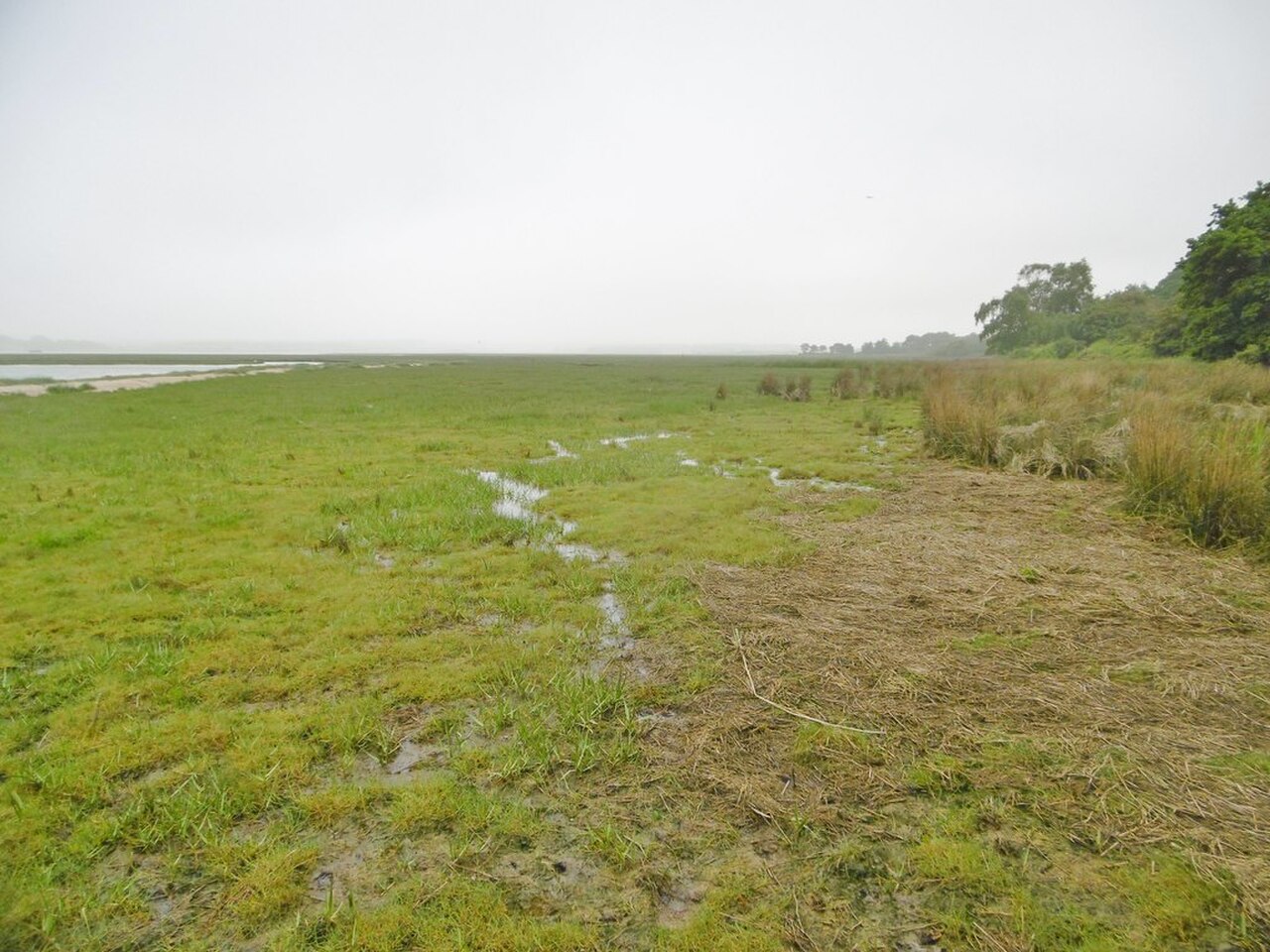 Saltmarsh beside woodland on the Arne Peninsula