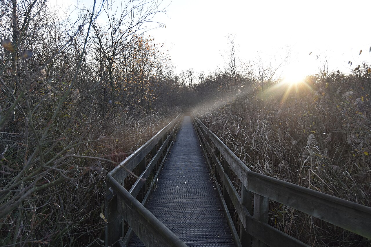 Boardwalk through reeds at Barton Broad in low autumn sunlight