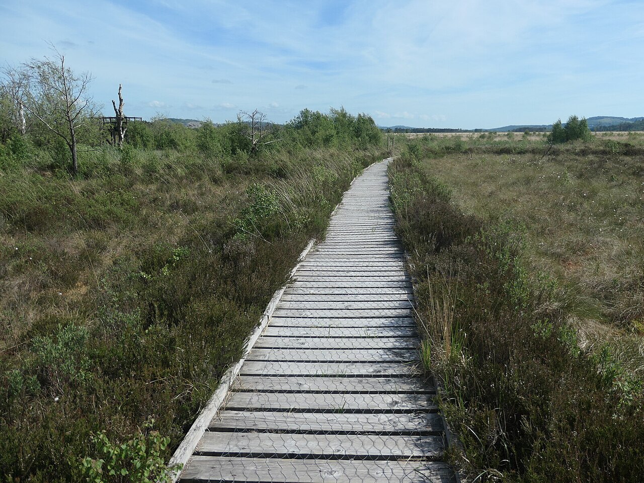 Wooden boardwalk across the peat bog at Foulshaw Moss
