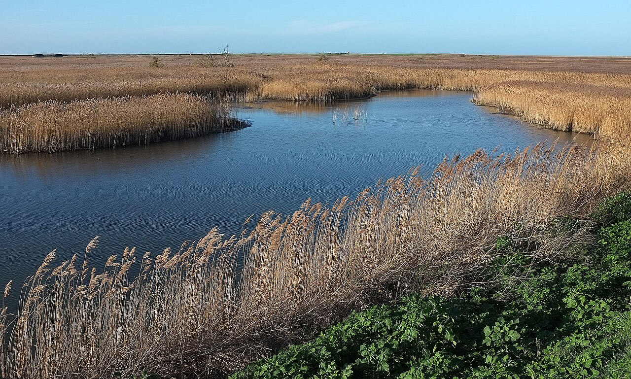 Pool bordered by golden reeds at Cley Marshes