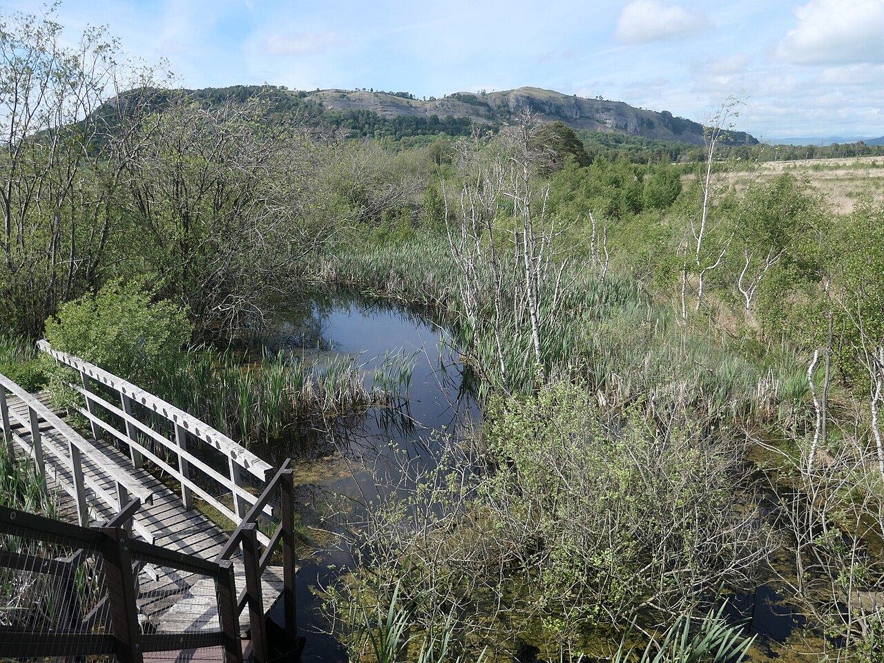 Bog pool and boardwalk at Foulshaw Moss