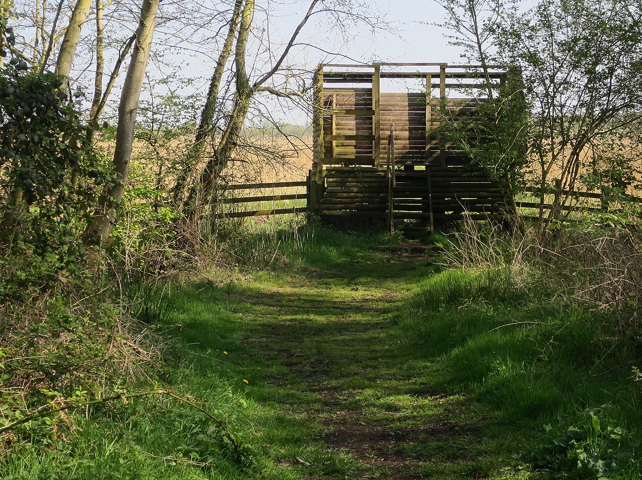 Raised wooden wildlife viewpoint among trees at Shapwick Heath