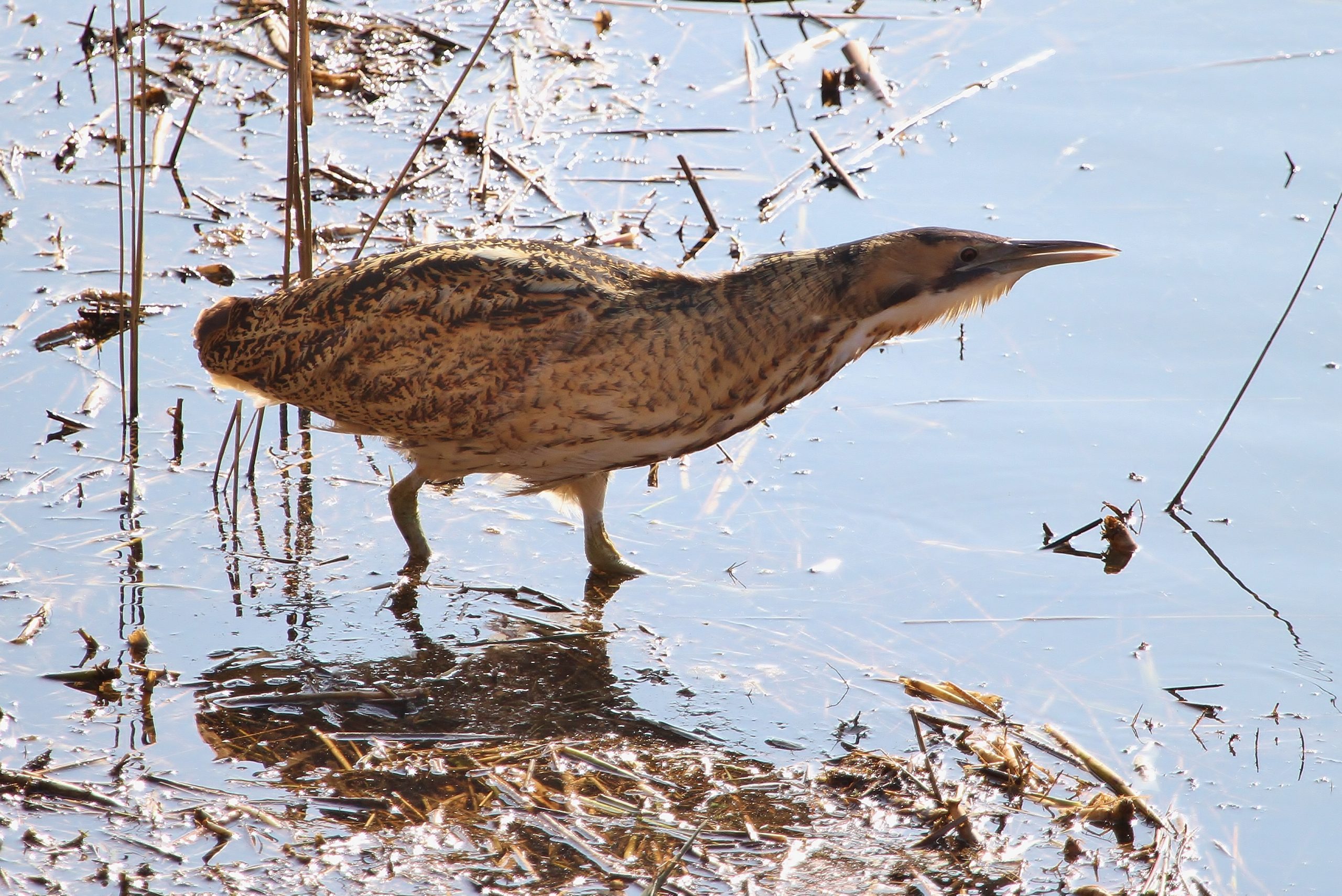Eurasian bittern photographed at Minsmere