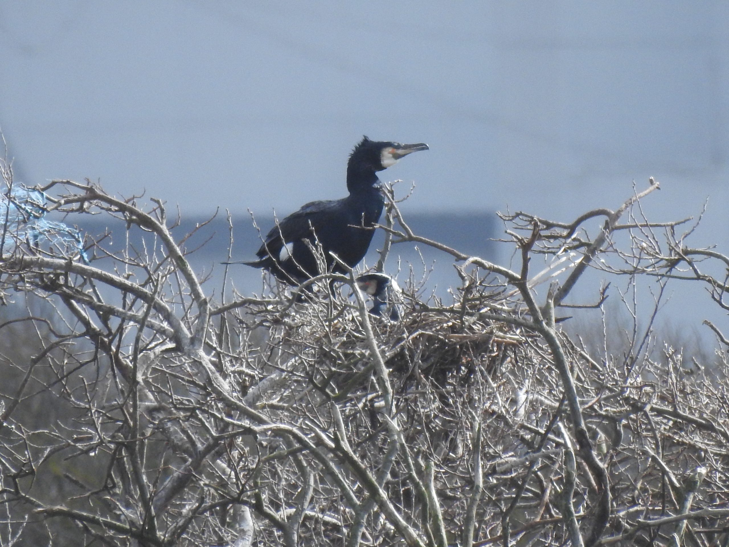 Cormorants on nests photographed at RSPB Dungeness