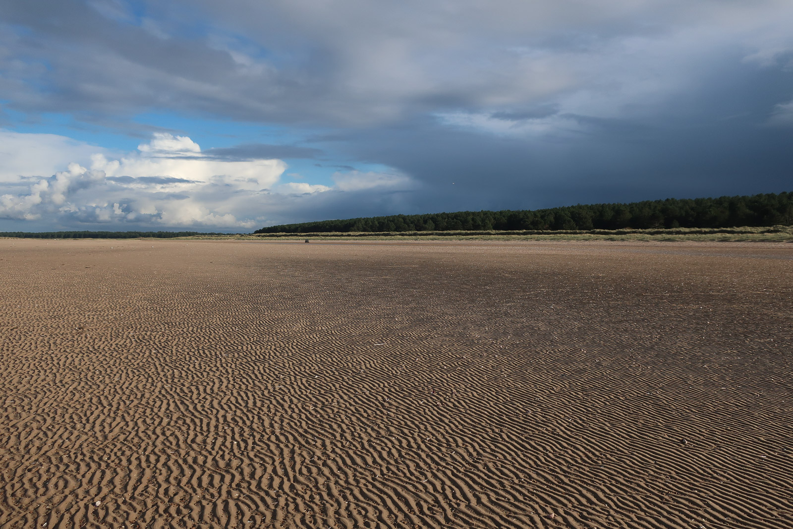 Rippled sand and pinewoods beneath clouds at Holkham Beach