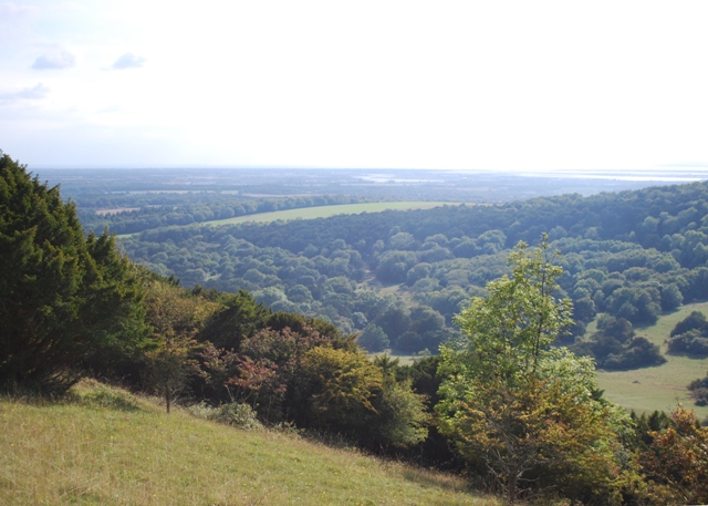 View across Kingley Vale from the higher chalk grassland