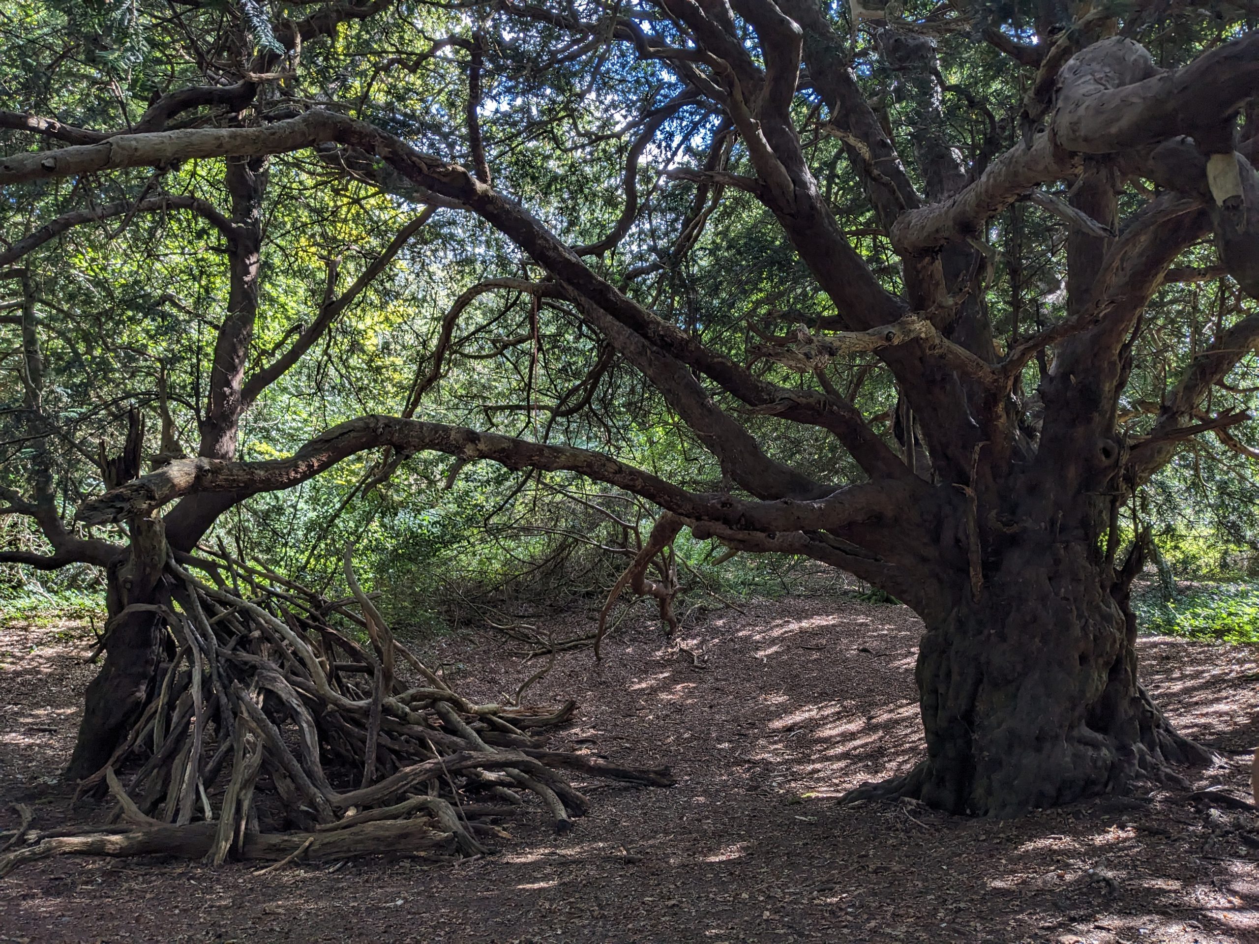 Veteran yew trees in the woodland at Kingley Vale