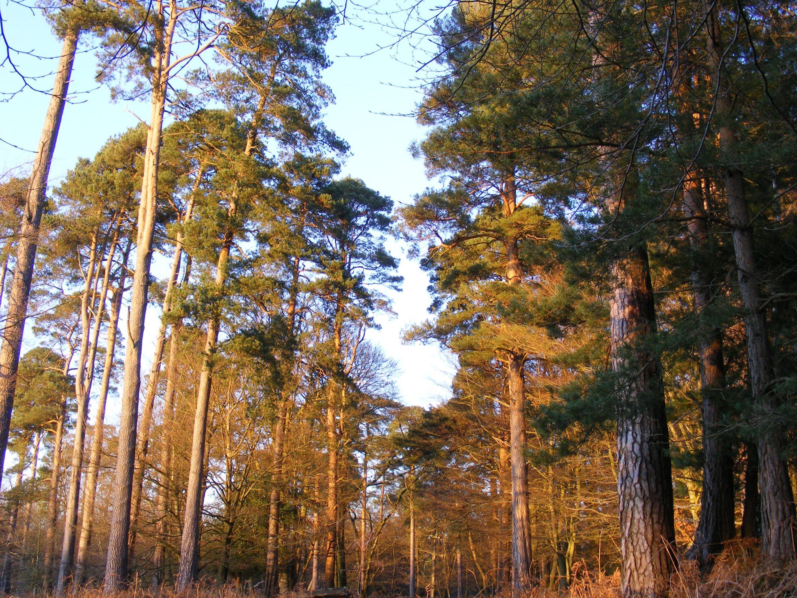 Scots pine trees near Bolderwood in the New Forest