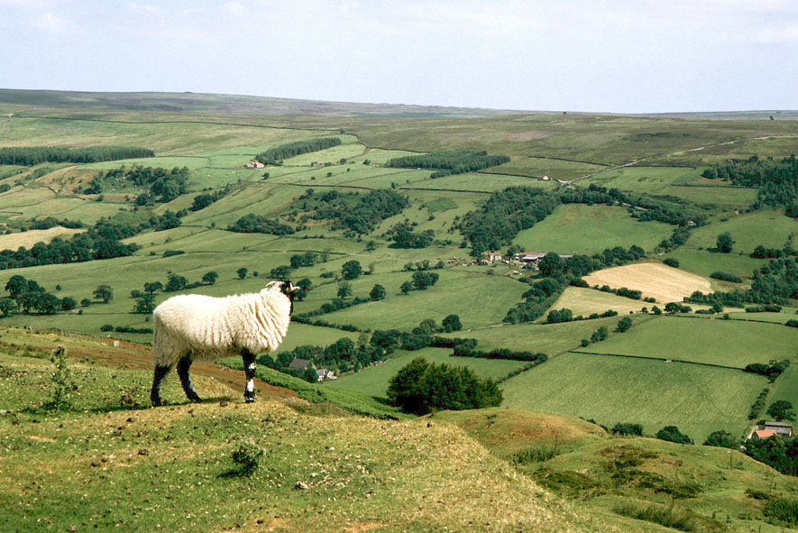 Open landscape in the North York Moors
