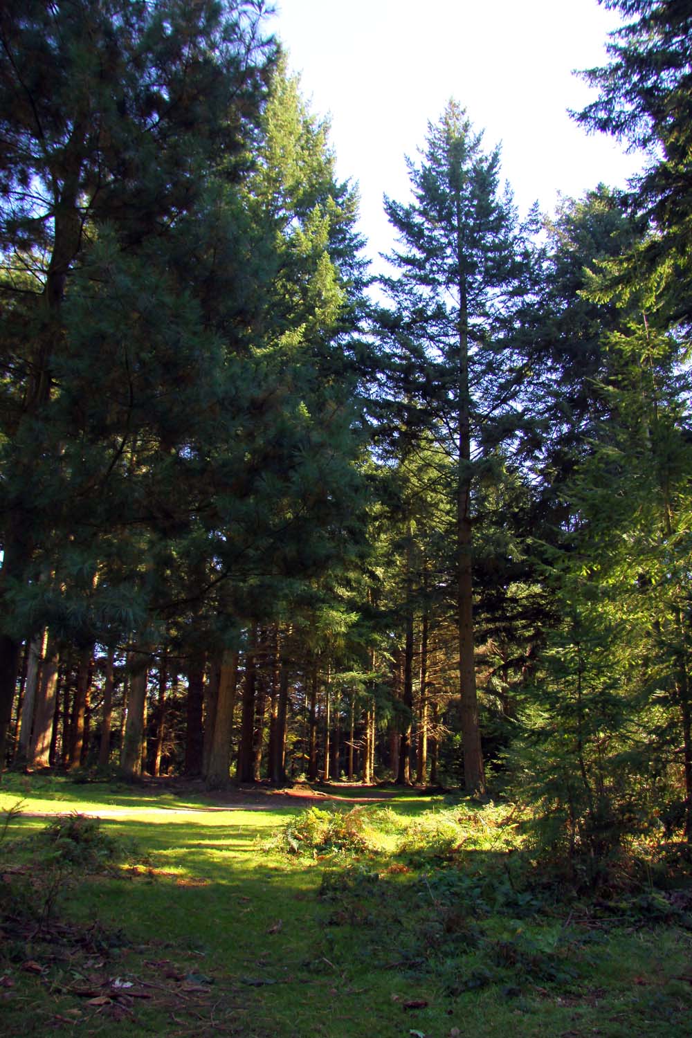 Tall woodland trees at Bolderwood